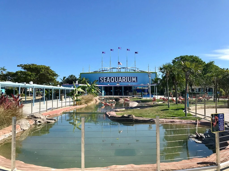 Flamingos no Miami Seaquarium