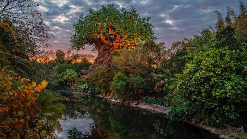 Árvore da Vida ao entardecer no Animal Kingdom da Disney Orlando