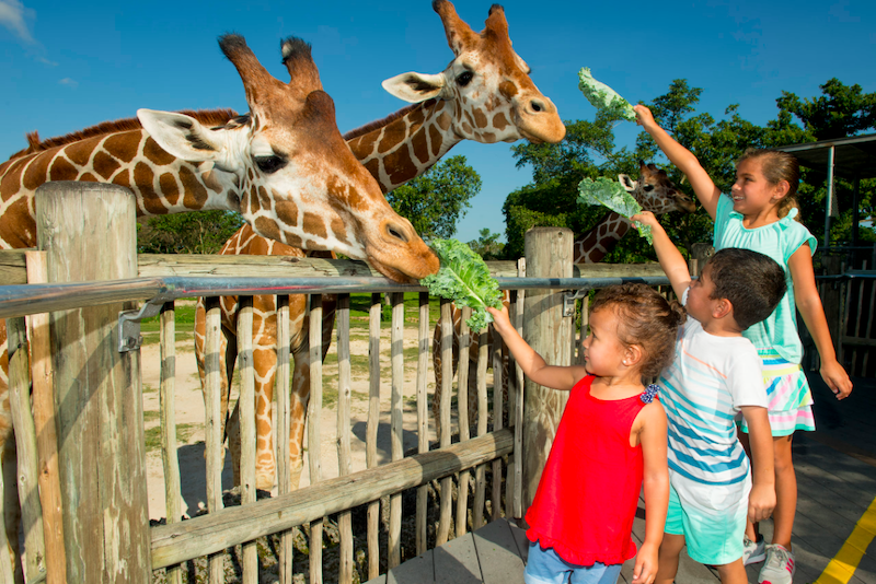 Crianças alimentando girafas no Zoo Miami